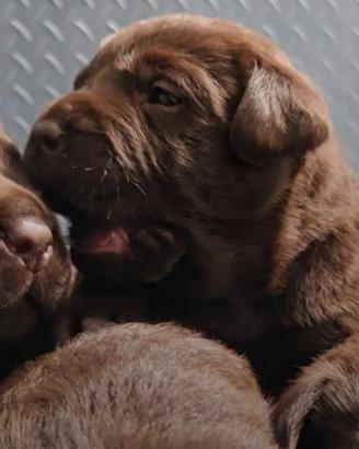 Cuccioli labrador cioccolato con Pedigree | LUGANO ANNUNCI