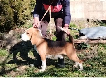Beagle maschio rimborso spese