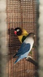 Agapornis personata