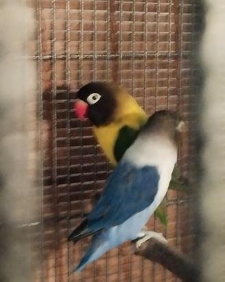 Agapornis personata