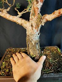 Bonsai