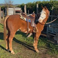 Cavallo paint X arabo