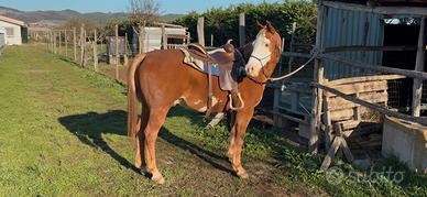 Cavallo paint X arabo