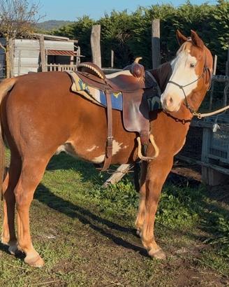 Cavallo paint X arabo