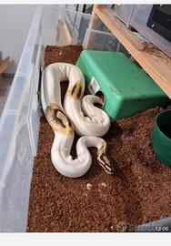 Pitone pied