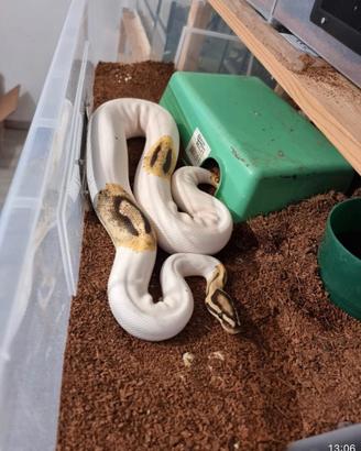 Pitone pied