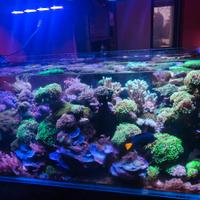 Talee coralli acquario