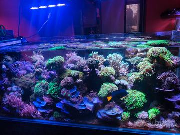 Talee coralli acquario