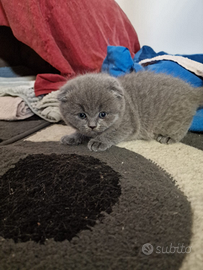 Scottish fold è straight