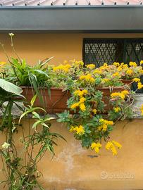 Vasi di piante, fioriere