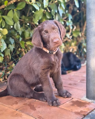 cucciolo di Flat Coated retriever