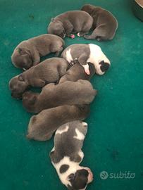 Staffordshire bull terrier blu