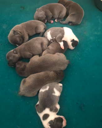 Staffordshire bull terrier blu