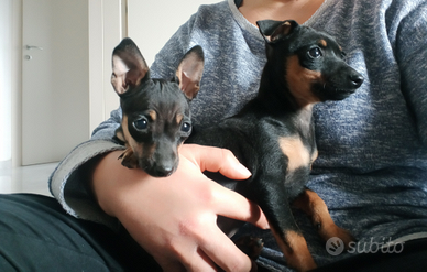 Pinscher