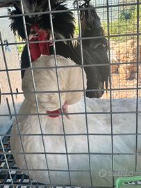 Galline