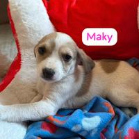 Cuccioli taglia piccola/media