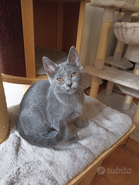 Gattina di pura razza certosino altissima genealog