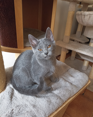 Gattina di pura razza certosino altissima genealog