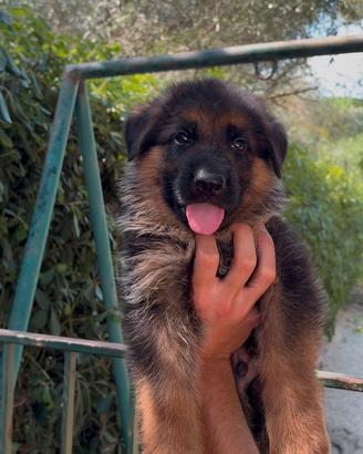 Cuccioli di pastore tedesco con pedigree ENCI