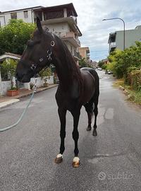 Cavallo