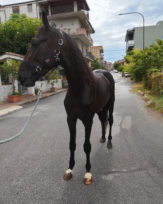 Cavallo