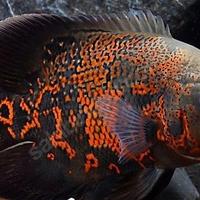 Astronotus Red Tiger (pesce Oscar)