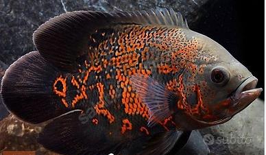 Astronotus Red Tiger (pesce Oscar)