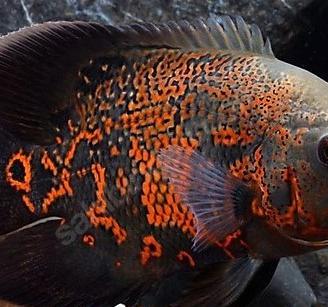 Astronotus Red Tiger (pesce Oscar)