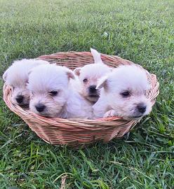 West Highland White Terrier