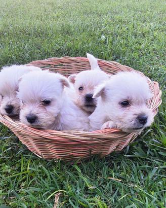 West Highland White Terrier