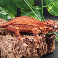 Geco gargoile - auriculatus