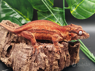 Geco gargoile - auriculatus