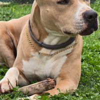 Amstaff per accoppiamento