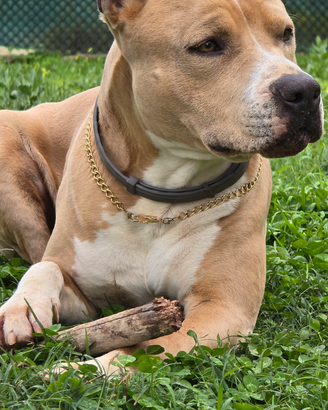 Amstaff per accoppiamento