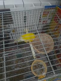 Canarina gialla intensa