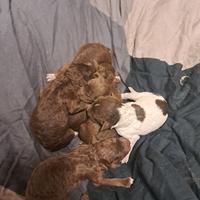 Cuccioli lagotto romagnolo puri