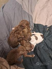 Cuccioli lagotto romagnolo puri