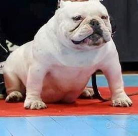 American bully exotic