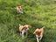 Immagine 3