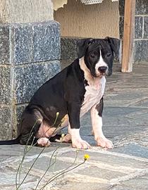 Cucciola amstaff nera con pedigree