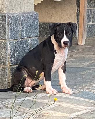 Cucciola amstaff nera con pedigree