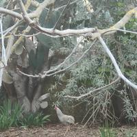 Galletto incrocio Araucana