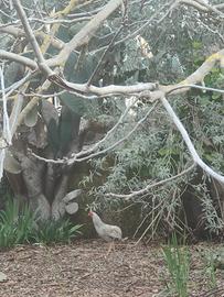 Galletto incrocio Araucana