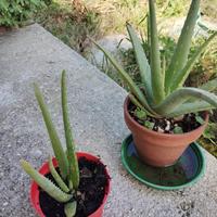 piante aloe vera