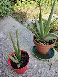 piante aloe vera