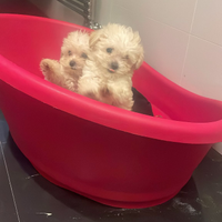 Barboncini Toy