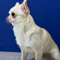 Chihuahua per monta