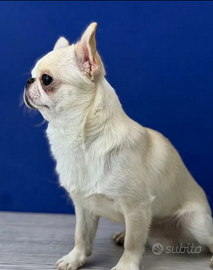 Chihuahua per monta