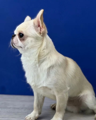 Chihuahua per monta