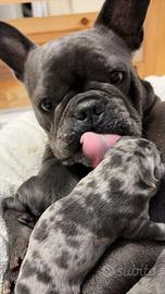 Cuccioli Bulldog Francese Blu e Merle